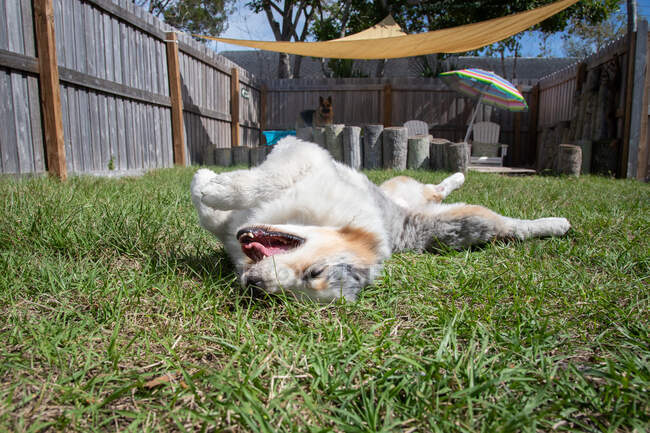 Australian shepherd rolling on the grass in a garden, Florida, USA — Stock Photo