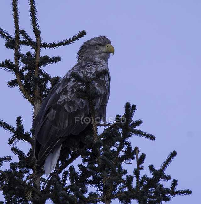 White-tailed eagle in a tree, Norway — Stock Photo