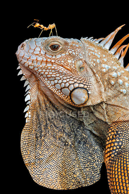 Close-Up de uma formiga na cabeça de uma iguana, Indonésia — Fotografia de Stock